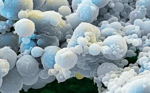 Choroba syropu klonowego