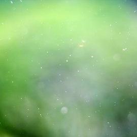 Pyłkowica - choroba o podłożu alergicznym