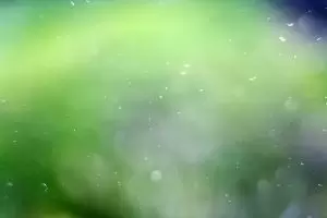 Pyłkowica - choroba o podłożu alergicznym