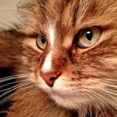 Zespół kociego krzyku