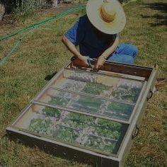 zioła na ból głowy