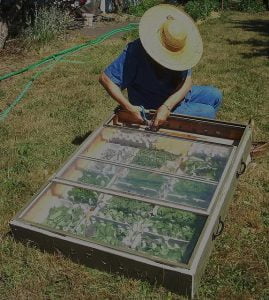 zioła na ból głowy