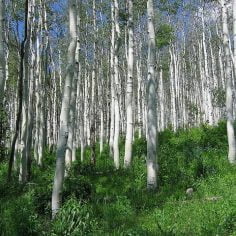 alergia na pylki brzozy