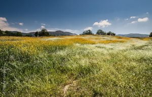 alergia na pyłki traw
