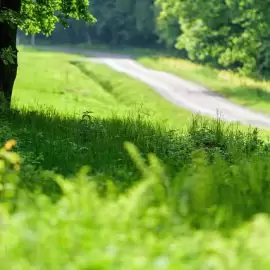 alergia na pyłki u dzieci