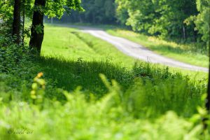 alergia na pyłki u dzieci