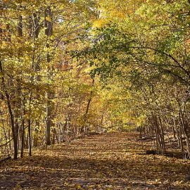 rośliny uczulające