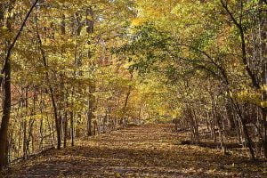 rośliny uczulające