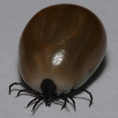 anaplazmoza