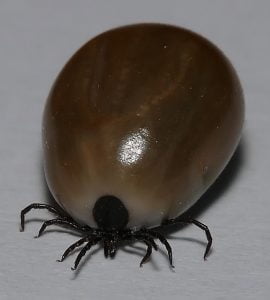 anaplazmoza