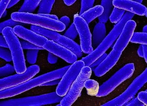 Bakterie Escherichia coli