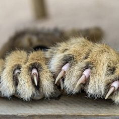 Bartonella