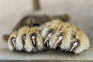Bartonella