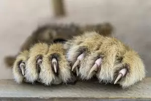 Bartonella