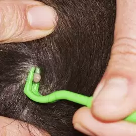 Borelioza - zioła a leczenie boreliozy