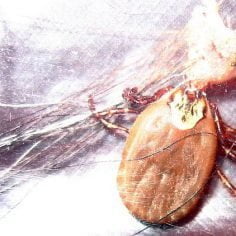 Kleszczowe zapalenie mózgu (KZM)