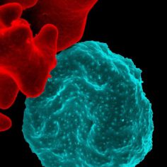 malaria