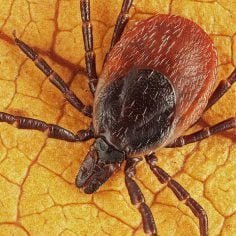 neoehrlichioza