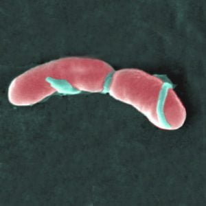 Listeria