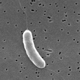 Mięsożerne bakterie