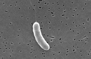 Mięsożerne bakterie