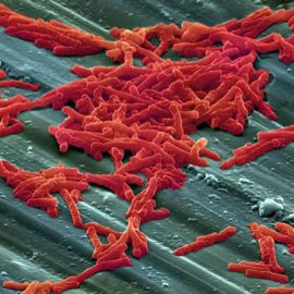 Clostridium difficile