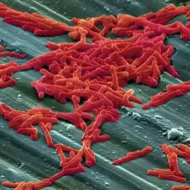 Clostridium difficile