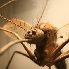 Gorączka zachodniego Nilu