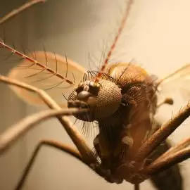 Gorączka zachodniego Nilu