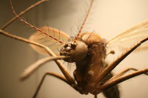 Gorączka zachodniego Nilu