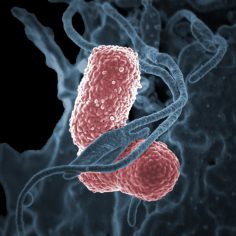 Klebsiella pneumoniae pałeczka zapalenia płuc