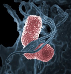 Klebsiella pneumoniae pałeczka zapalenia płuc