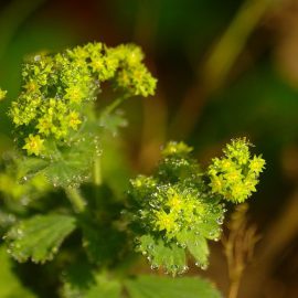 Przywrotnik pospolity