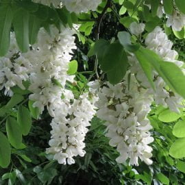 Robinia akacjowa