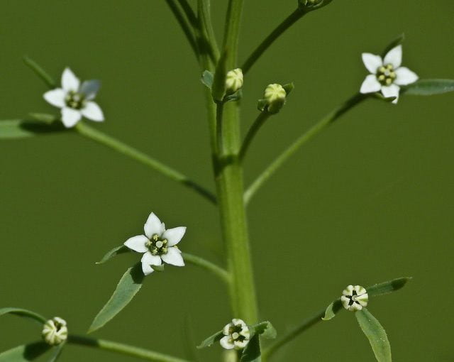 Sandałowiec biały