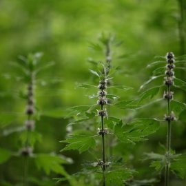 Serdecznik pospolity