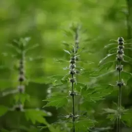 Serdecznik pospolity