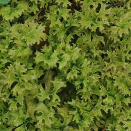 tarczownica islandzka