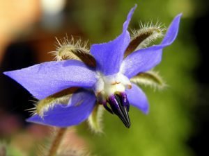 Ogórecznik lekarski