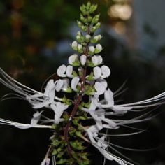 Ortosyfon groniasty