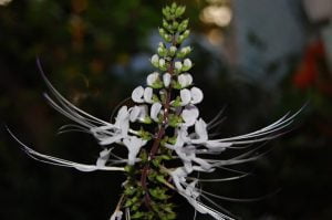 Ortosyfon groniasty