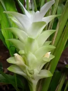 Ostryż długi kurkuma