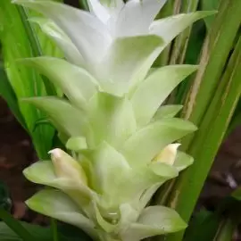 Ostryż długi kurkuma