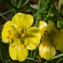 Pięciornik kurze ziele