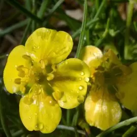 Pięciornik kurze ziele