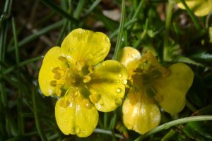 Pięciornik kurze ziele