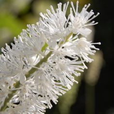 Pluskwica groniasta