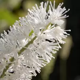 Pluskwica groniasta