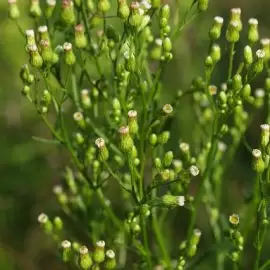 Przymiotno kanadyjskie