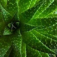 Aloes